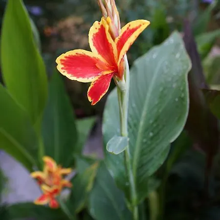 Barbov Gæstehus Obzor