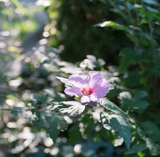 Casa de hóspedes Barbov